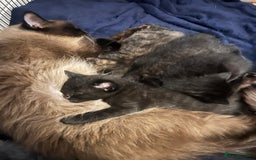 Ragdoll cats for sale: Beautiful coat Mink Ragdoll X British Short hair - Image 11