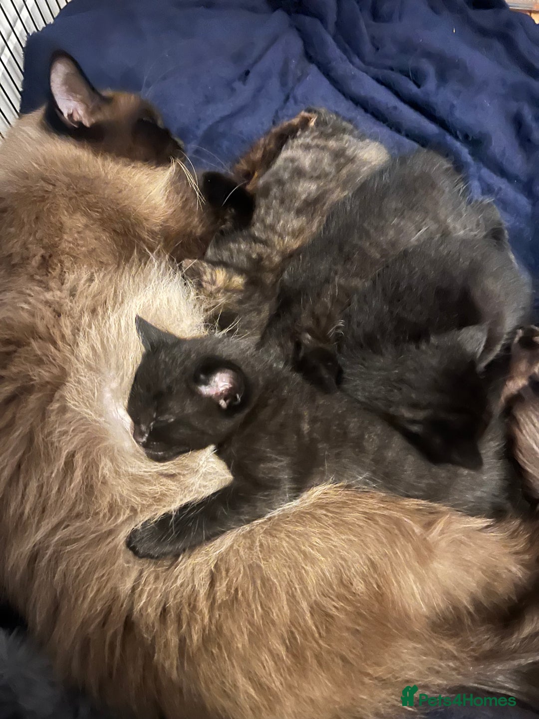 Ragdoll cats for sale: Beautiful coat Mink Ragdoll X British Short hair - Image 11