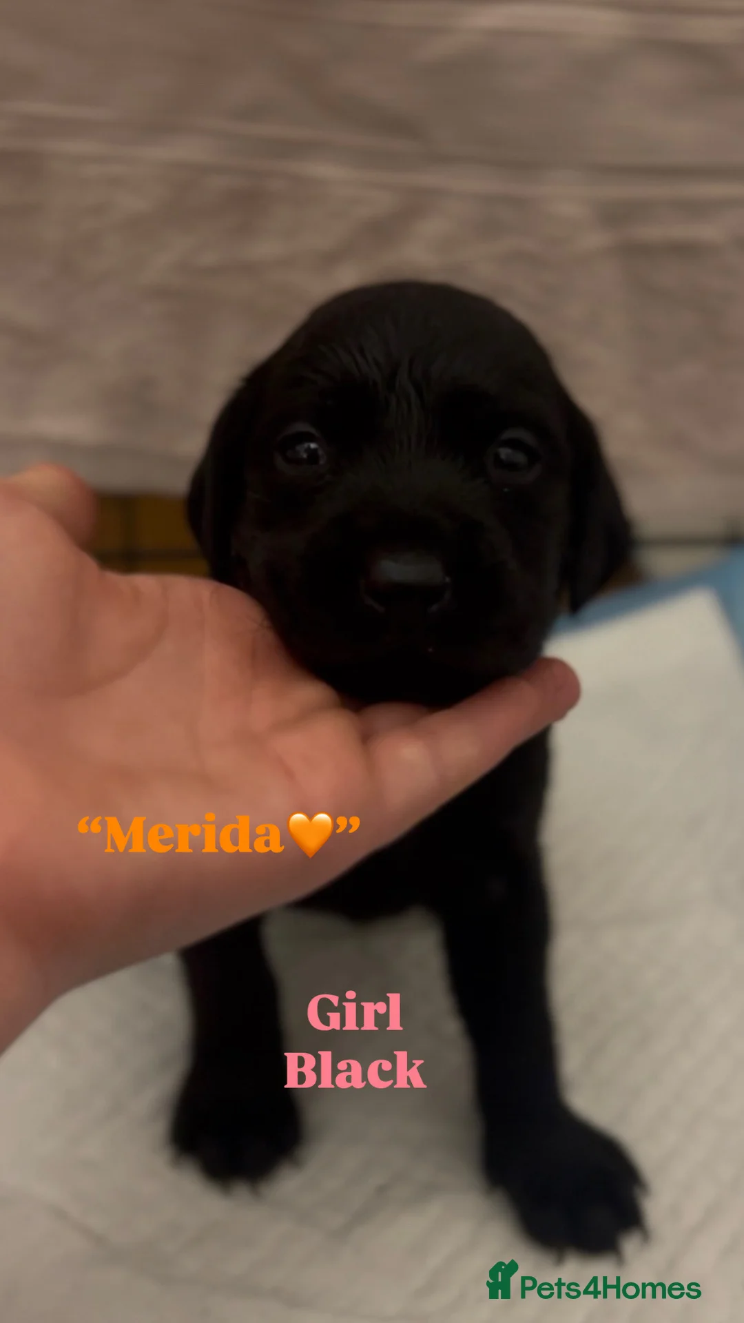 Labrador Retriever dogs for sale: STUNNING KC REG BLACK AND YELLOW LABRADORS - Advert 2