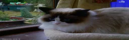 Ragdoll cats for sale: 2 beautiful Ragdolls in need of rehoming - Advert 4