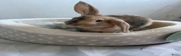Harlequin rabbits for sale: Beautiful Harlequin Bunny  - Advert 1