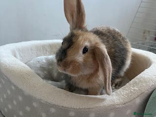 Harlequin rabbits Beautiful Harlequin Bunny - Advert 1