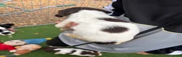 English Springer Spaniel dogs for sale: KC Springer Spaniel Puppies  - Advert 4
