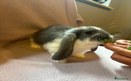 French Lop rabbits for sale: Beautiful French lop babies  - Image 4