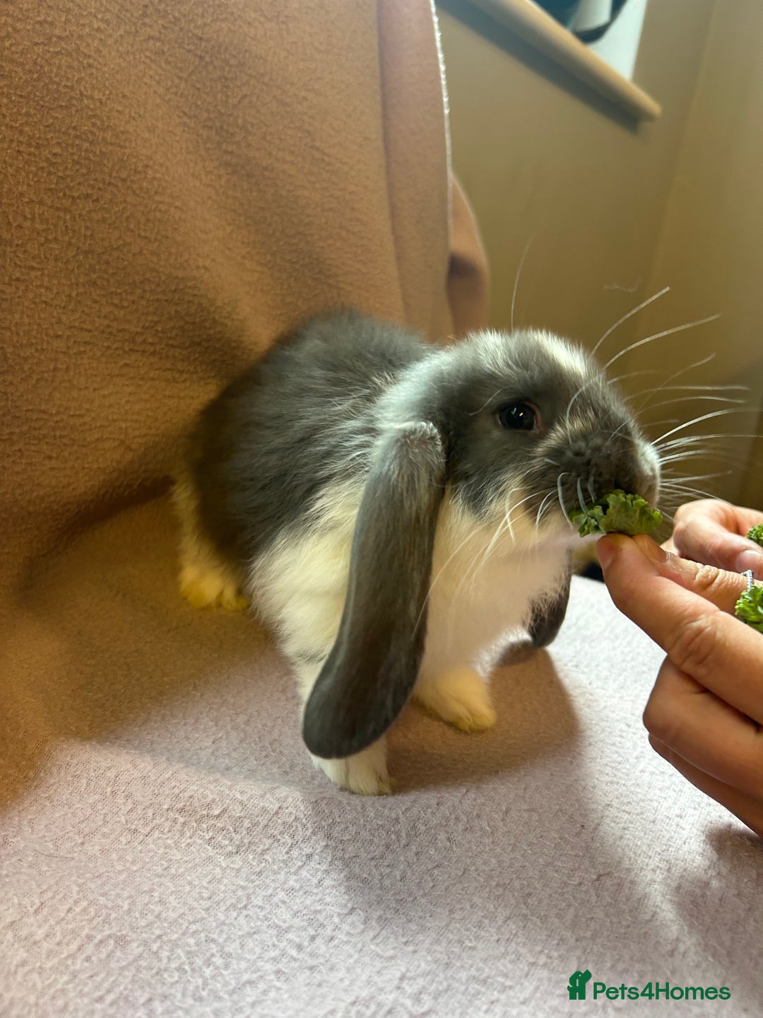 French Lop rabbits for sale: Beautiful French lop babies  - Image 4
