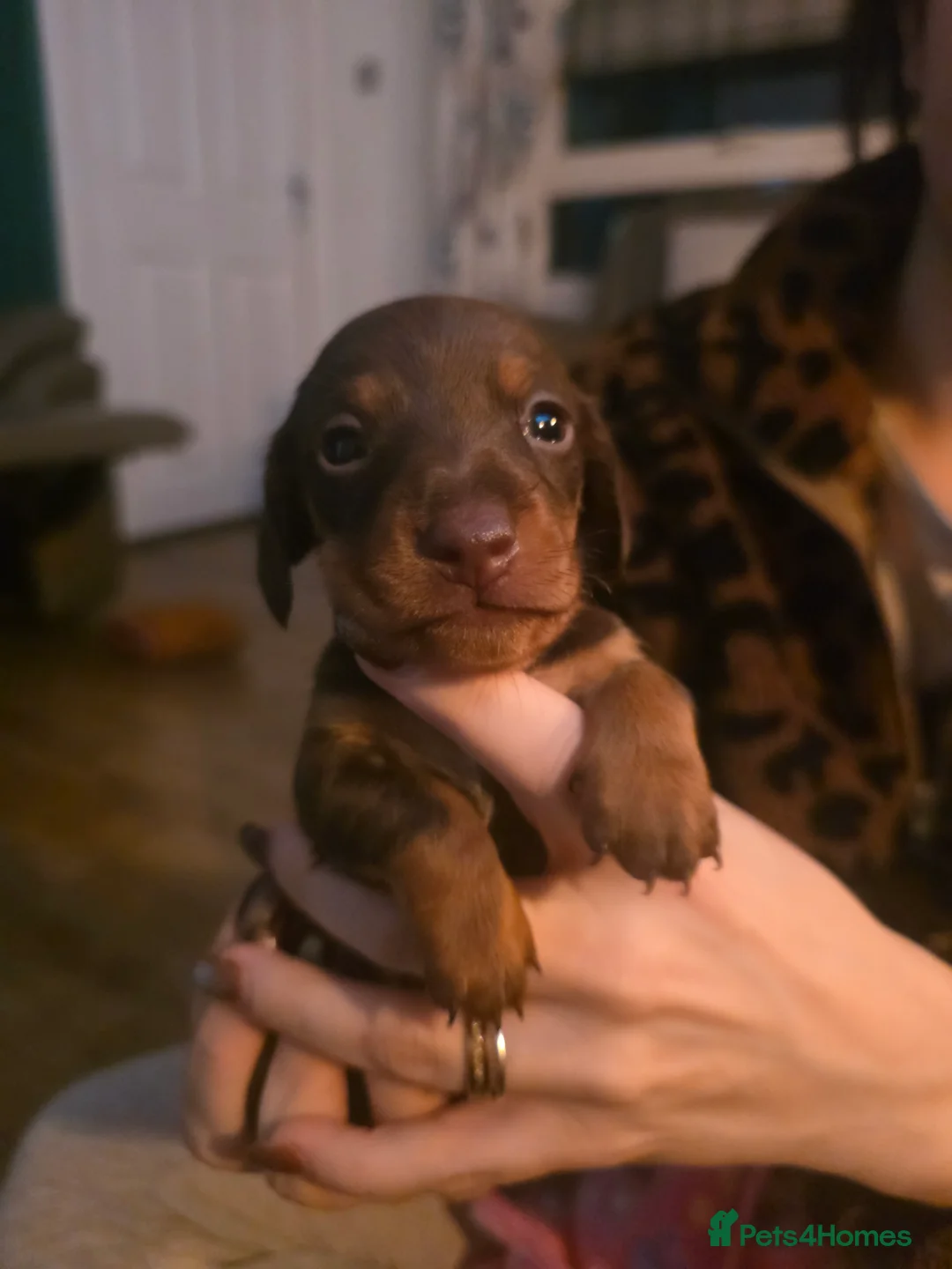 Miniature Dachshund dogs for sale: Miniature daschund puppies  - Advert 1