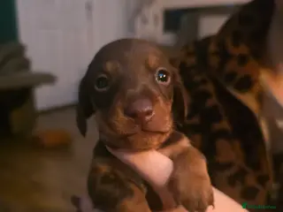 Miniature Dachshund dogs Miniature daschund puppies - Advert 1