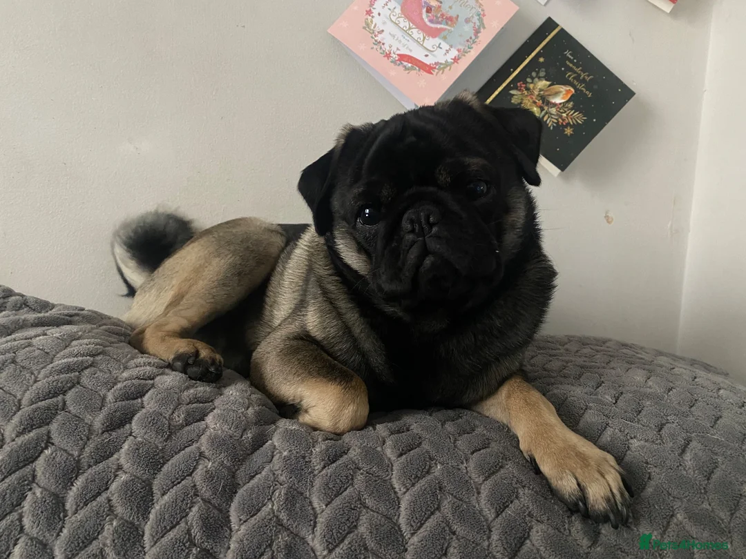 Pug dogs for stud: KC reg Black & Tan Pug for Stud  - Advert 1