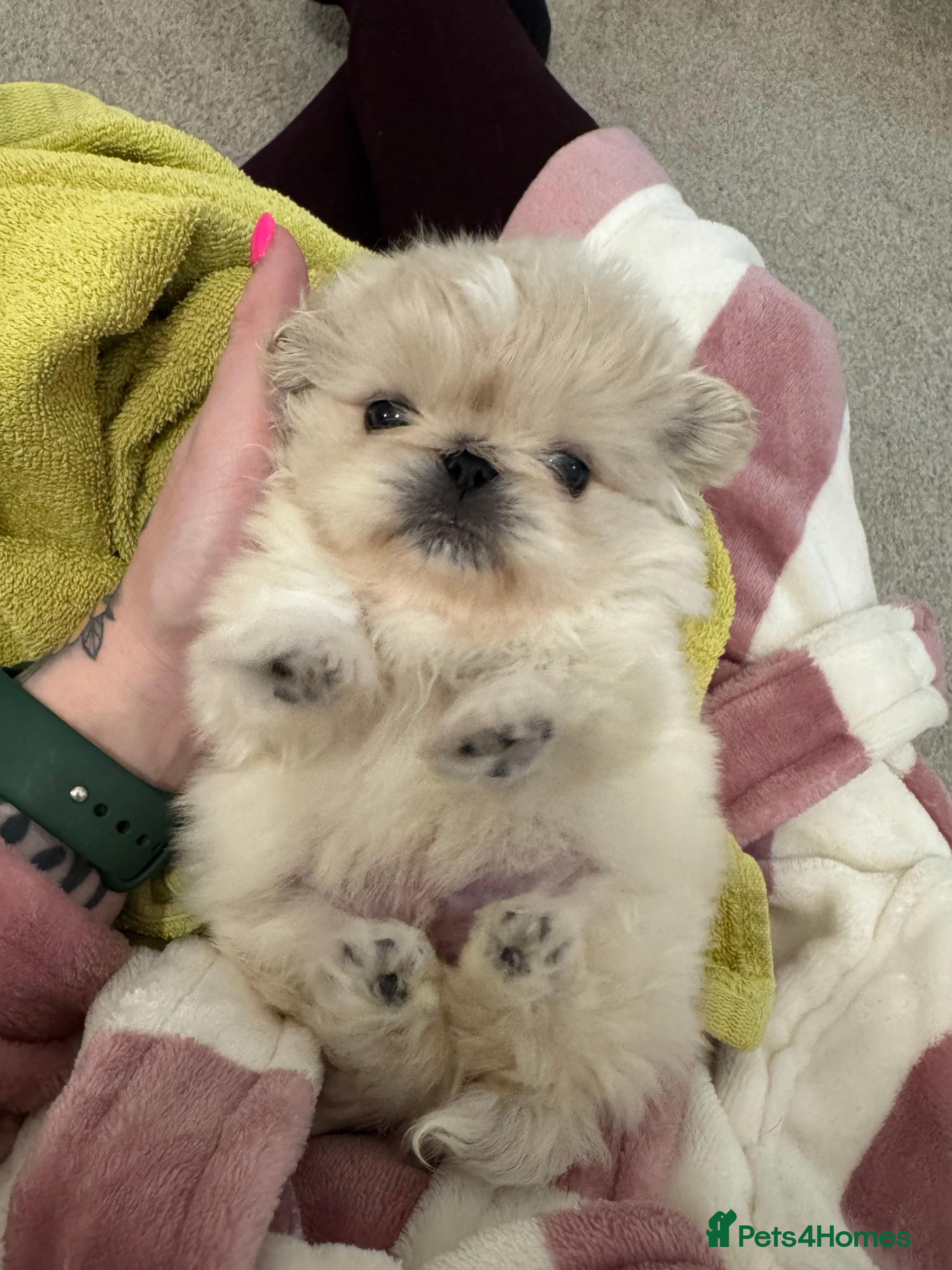 Pekingese dogs Pekingese puppys - Advert 1