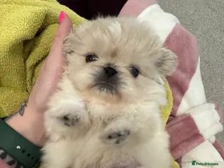 Pekingese dogs Pekingese puppys - Advert 1