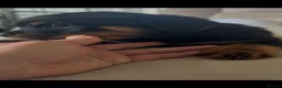 Rottweiler dogs for sale: Stunning litter of Rottweiler babies  - Advert 12