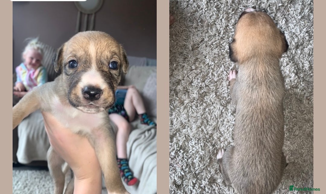 Lurcher dogs for sale: Lurcher pups  - Image 3