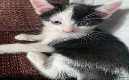 British Shorthair cats for sale: AVAILABLE 2 Beautifulbou kittens identical twins  - Image 28