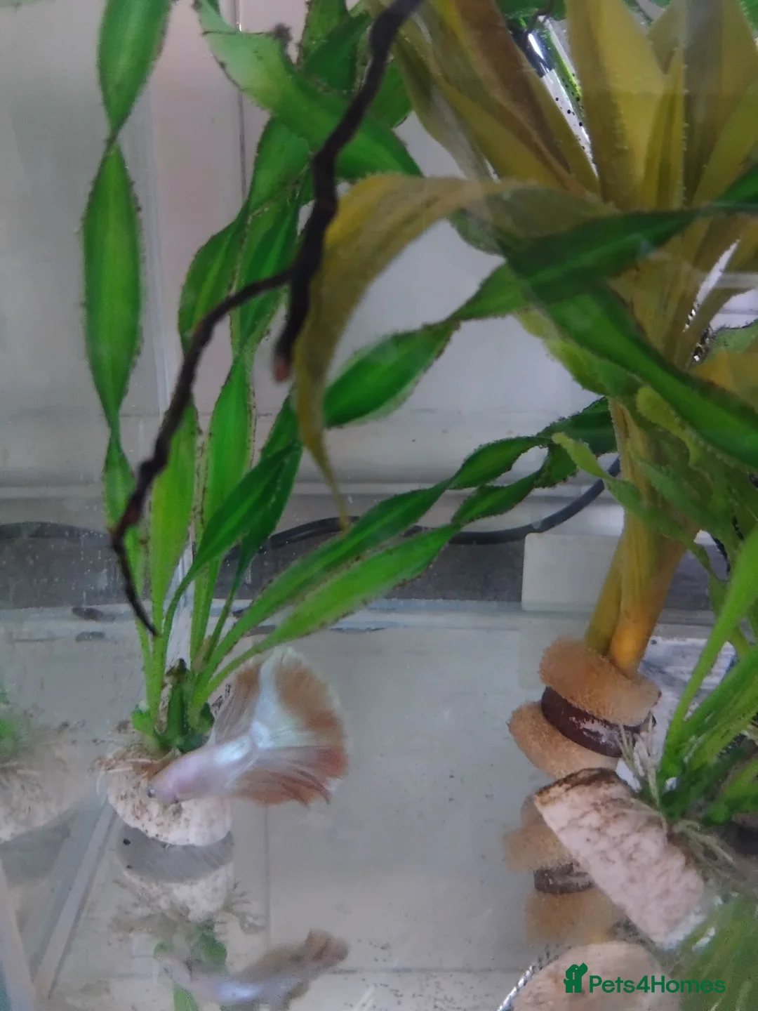 Bettas fish for sale: Platinum golden male betta - Advert 1