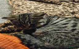 British Shorthair cats for sale: GCCF Reg Chocolate Silver Spotted Tabby BSH Boys - Image 21