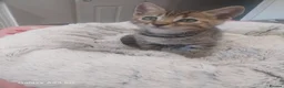 Bengal cats for sale: Bengals kittens - Advert 4