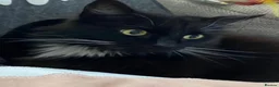 Domestic Shorthair cats for adoption: Percy is looking for a peaceful home - Advert 4