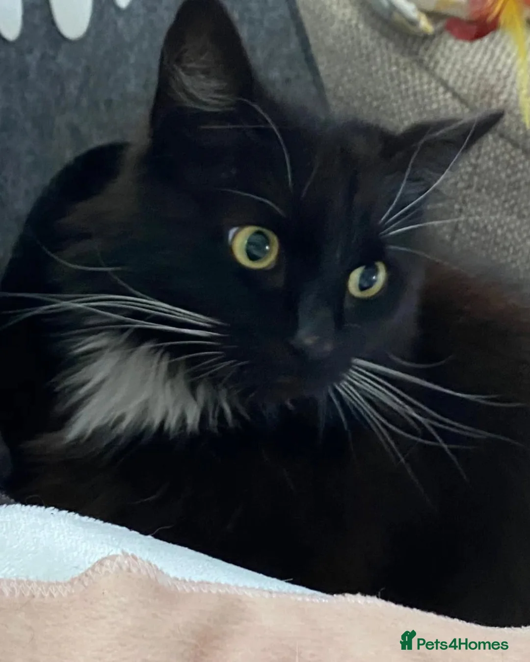 Domestic Shorthair cats for adoption: Percy is looking for a peaceful home - Advert 4