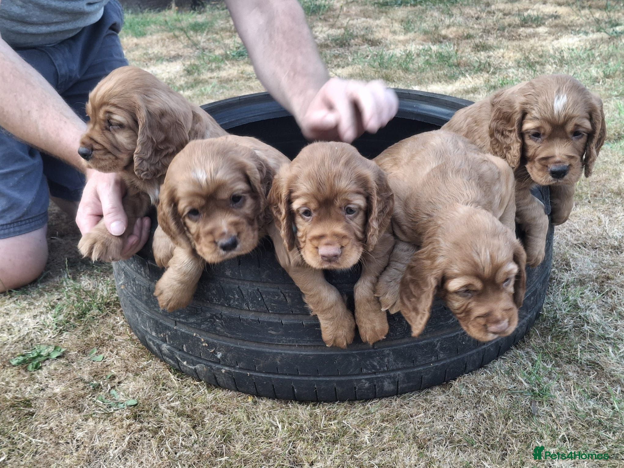 Cocker Spaniel dogs 4 Red Working Cocker Spaniel Boys - Advert 2