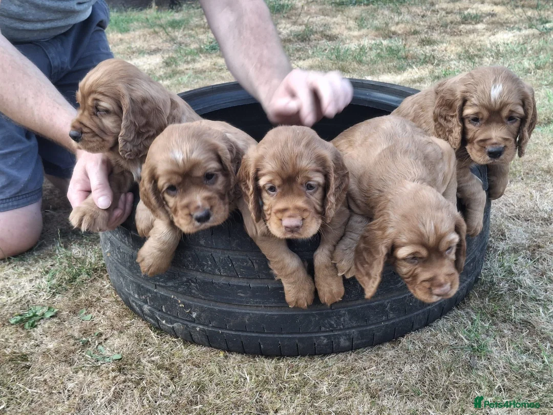 Cocker Spaniel dogs for sale: 4 Red Working Cocker Spaniel Boys - Advert 2