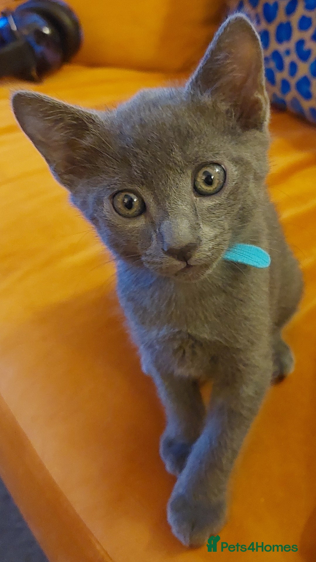 British Shorthair cats for sale: Beautiful grey kittens - ready from 14/9/25 - Image 2