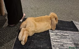 Mini Lop rabbits for sale: Bunny looking for a good home. Need gone asap.  - Advert 5