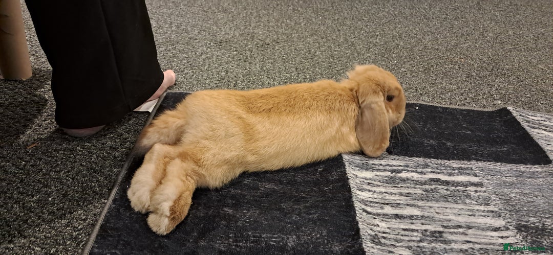 Mini Lop rabbits for sale: Bunny looking for a good home. Need gone asap.  - Advert 5