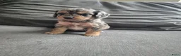Cockapoo dogs for sale: F1 Cockapoo babies - ready start july   - Advert 6
