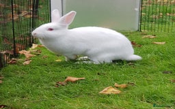 New Zealand rabbits for sale: Gorgeous New Zealand White Bunnies - Image 2