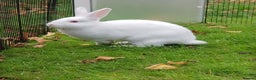 New Zealand rabbits for sale: Gorgeous New Zealand White Bunnies - Advert 2