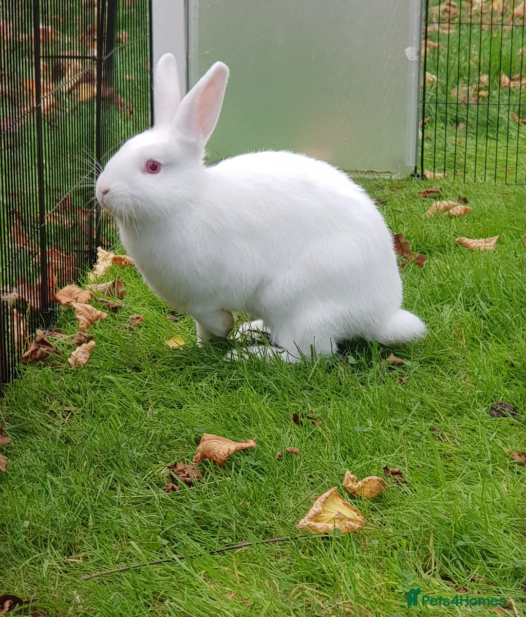New Zealand rabbits for sale: Gorgeous New Zealand White Bunnies - Image 2