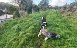 Bordoodle dogs for sale: BORDOODLE puppies DNA screened  - Advert 5