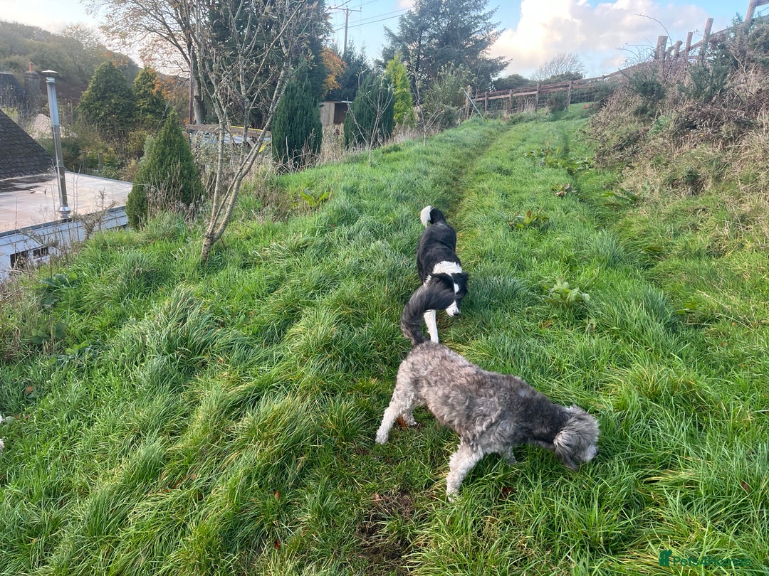 Bordoodle dogs for sale: BORDOODLE puppies DNA screened  - Advert 5