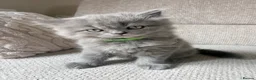 Scottish Fold cats for sale: Beautiful Scottish Fold Kittens 🐾 in Huntingdon - Advert 23