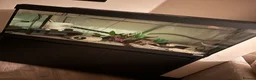 Axolotl reptiles for sale: 4 axolotl’s with full set up  - Advert 2