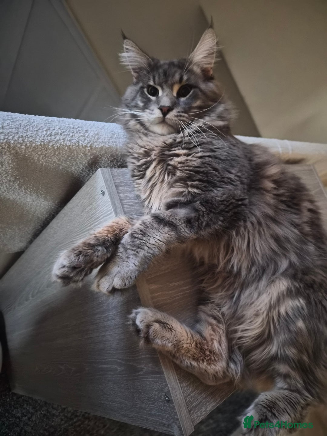 Maine Coon cats for sale: Gorgeous maine coon kitten - Advert 2