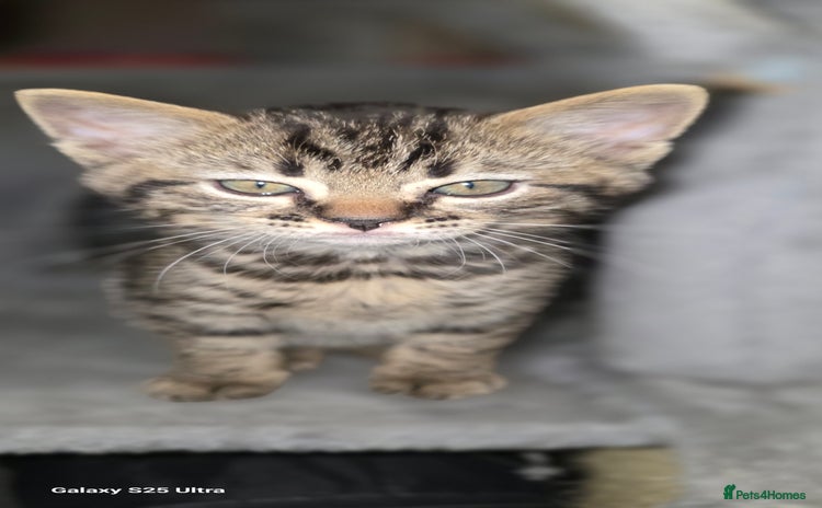 Bengal cats - Advert 7