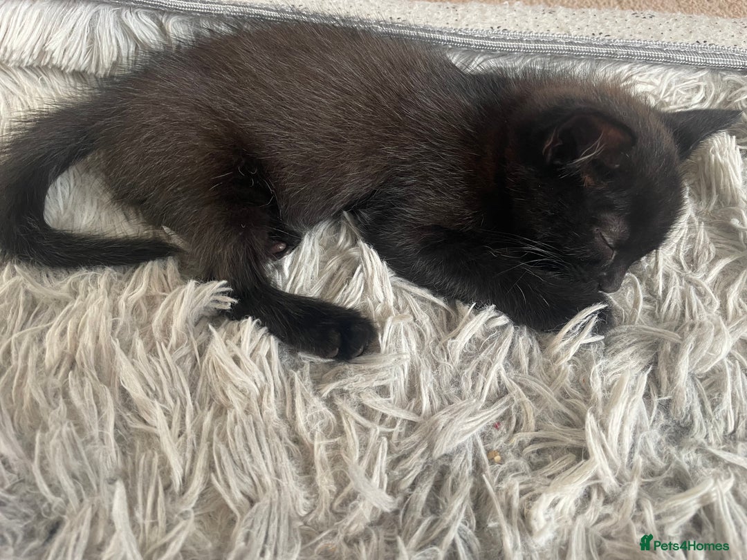 Mixed Breed cats for sale: 2 female kittens 1 male kitten for sale  - Image 15