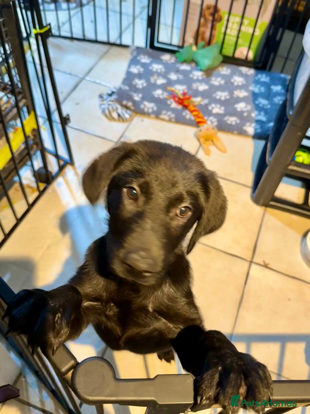 Labrador Retriever dogs for sale: Stunning Labrador puppies for sale  in Lostwithiel - Image 6