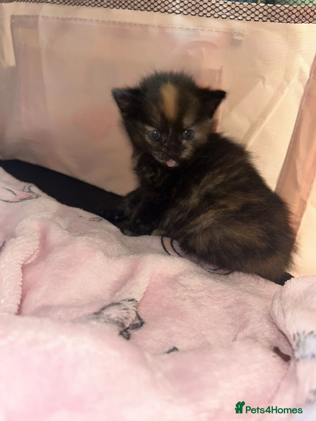 Mixed Breed cats for sale: Ragamuffin X ragdoll - Advert 2