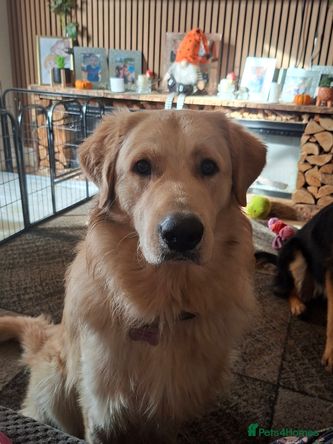 Mixed Breed dogs for sale: Last f1 border retriver boy pup  - Advert 2