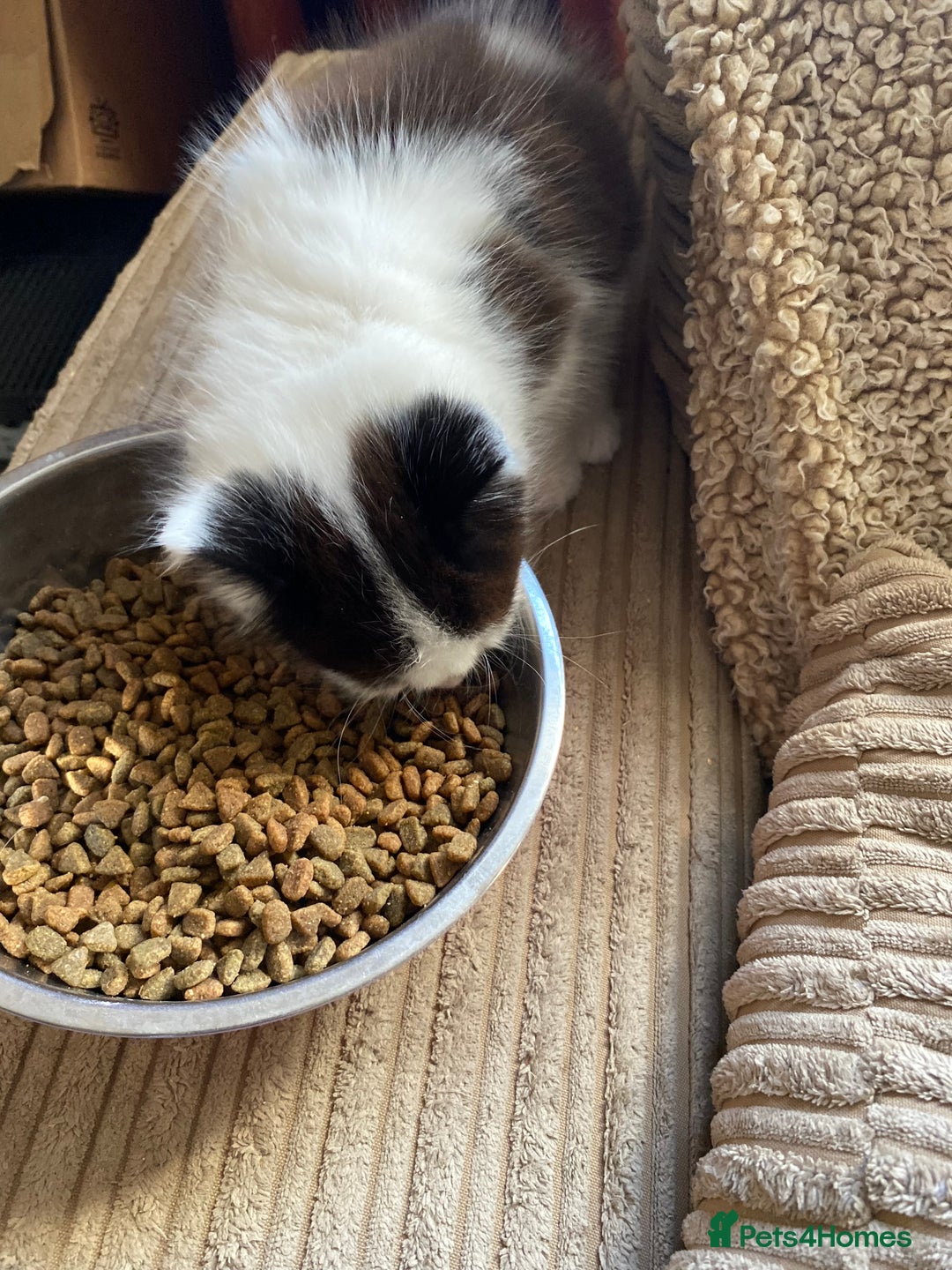 Mixed Breed cats for sale: 1 fluffy kitten + 3 farm rescue semi tame - Image 10