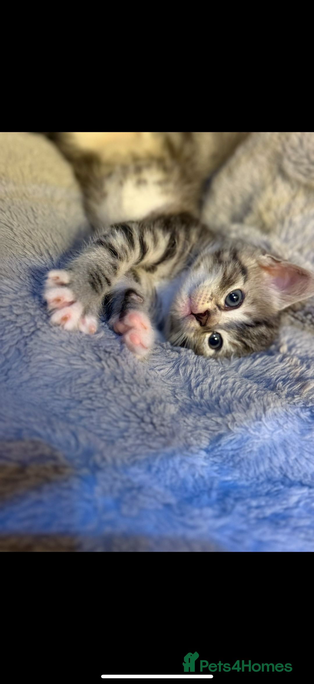 Mixed Breed cats for sale: 3 beautiful kittens available  - Advert 1