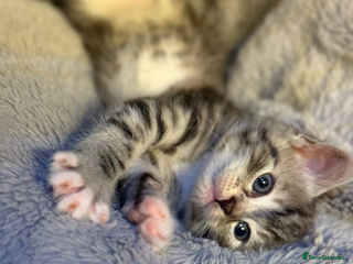 Mixed Breed cats 3 beautiful kittens available - Advert 1