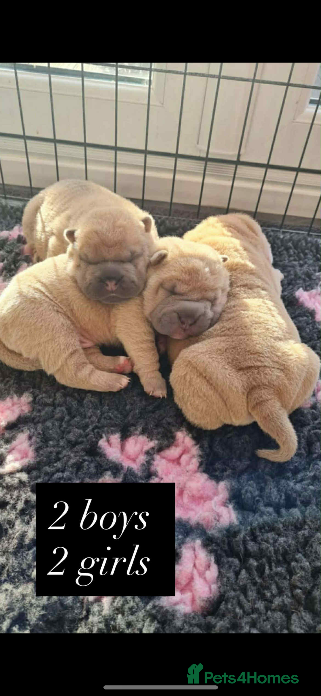 Shar Pei dogs for sale: Shar pei puppies  - Advert 15