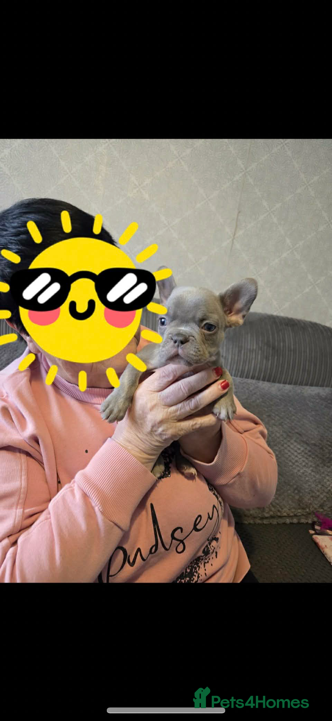 French Bulldog dogs for sale: French bulldog pups Ready & Reduced‼️ - Advert 15