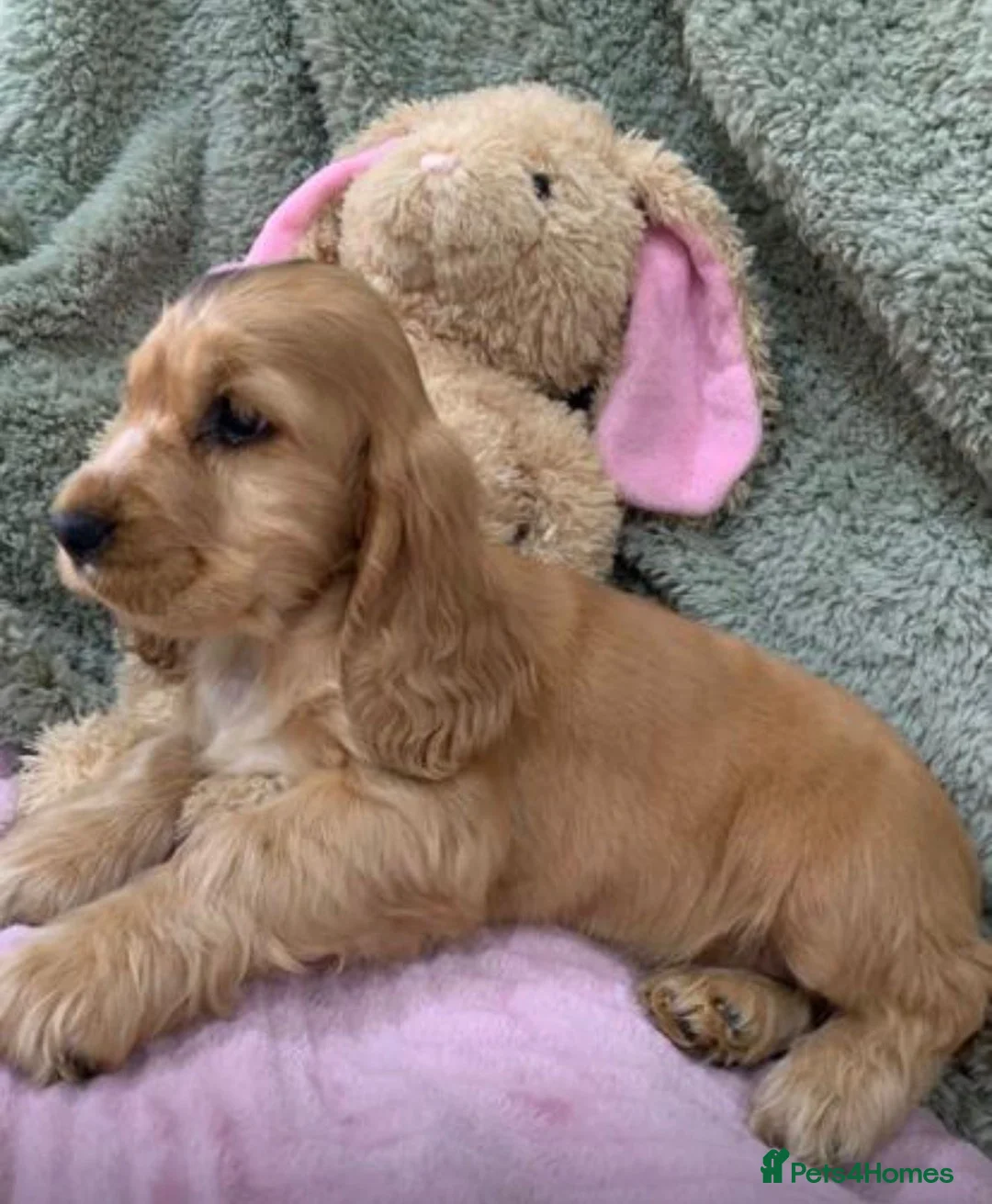 Cocker Spaniel dogs for sale: Stunning cocker spaniel puppies  - Advert 1