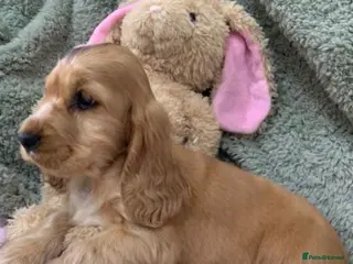 Cocker Spaniel dogs Stunning cocker spaniel puppies - Advert 6