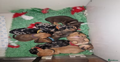 Mixed Breed dogs - Advert 1