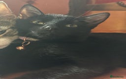 Bombay cats for sale: Black cat for sale  - Image 2